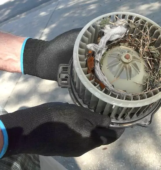 About Air Duct Mice Removal in Pharr, TX